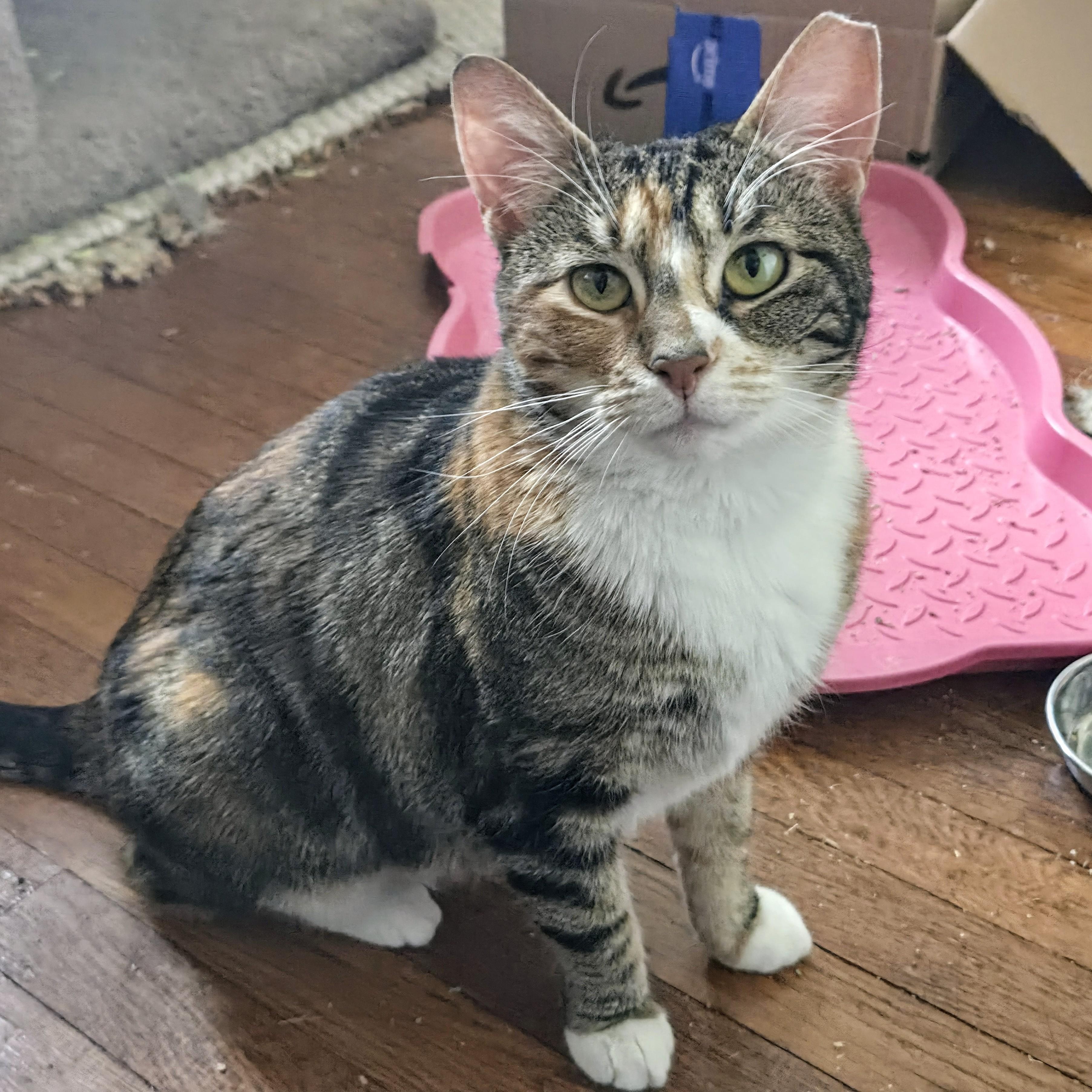 Enlarge Cali Cat, a Adoptable Domestic Short Hair in Philadelphia, PA image 1/6
