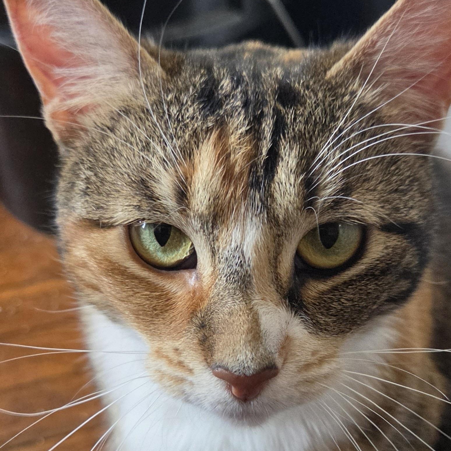 Enlarge Cali Cat, a Adoptable Domestic Short Hair in Philadelphia, PA image 3/6