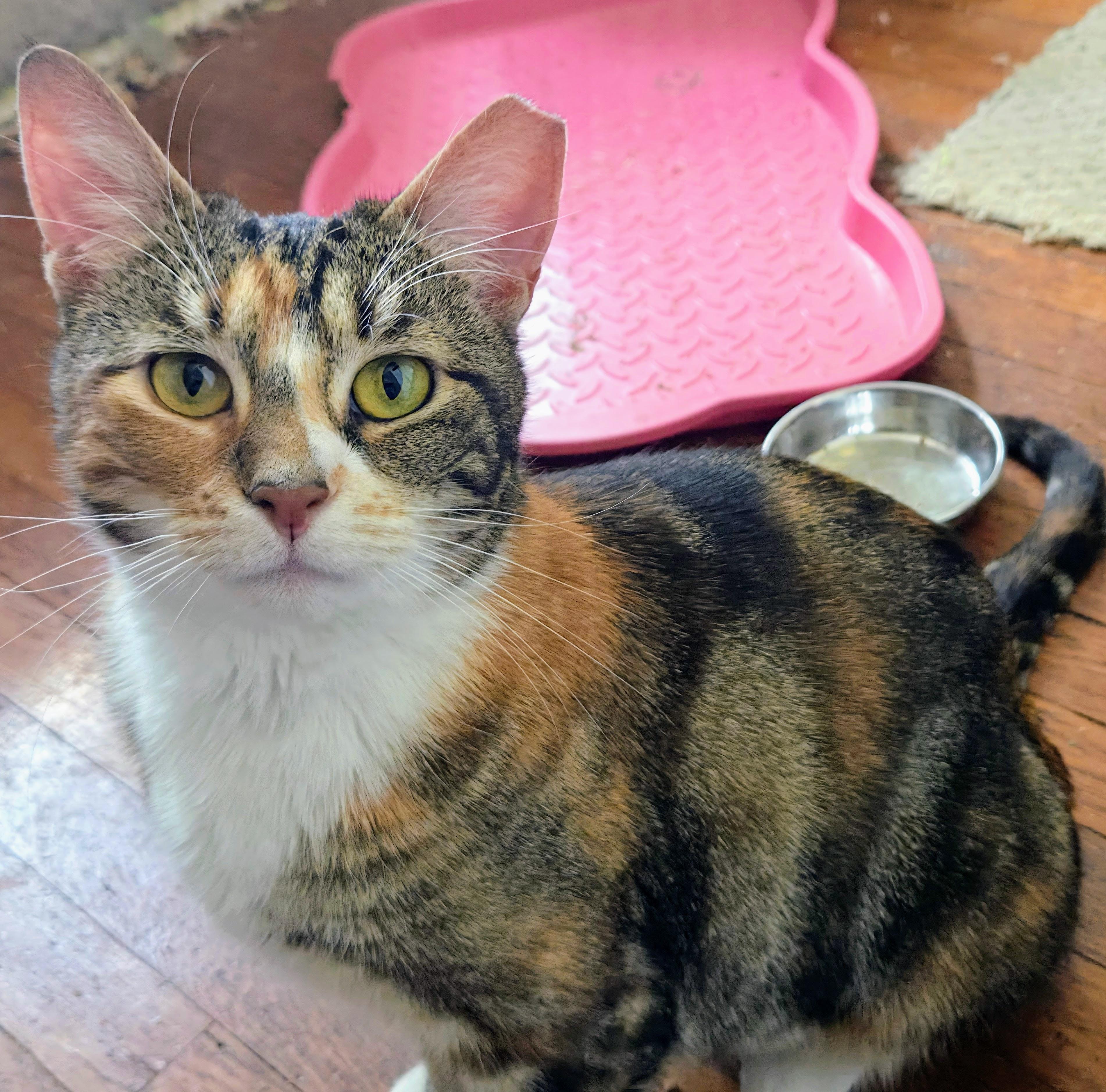 Enlarge Cali Cat, a Adoptable Domestic Short Hair in Philadelphia, PA image 6/6