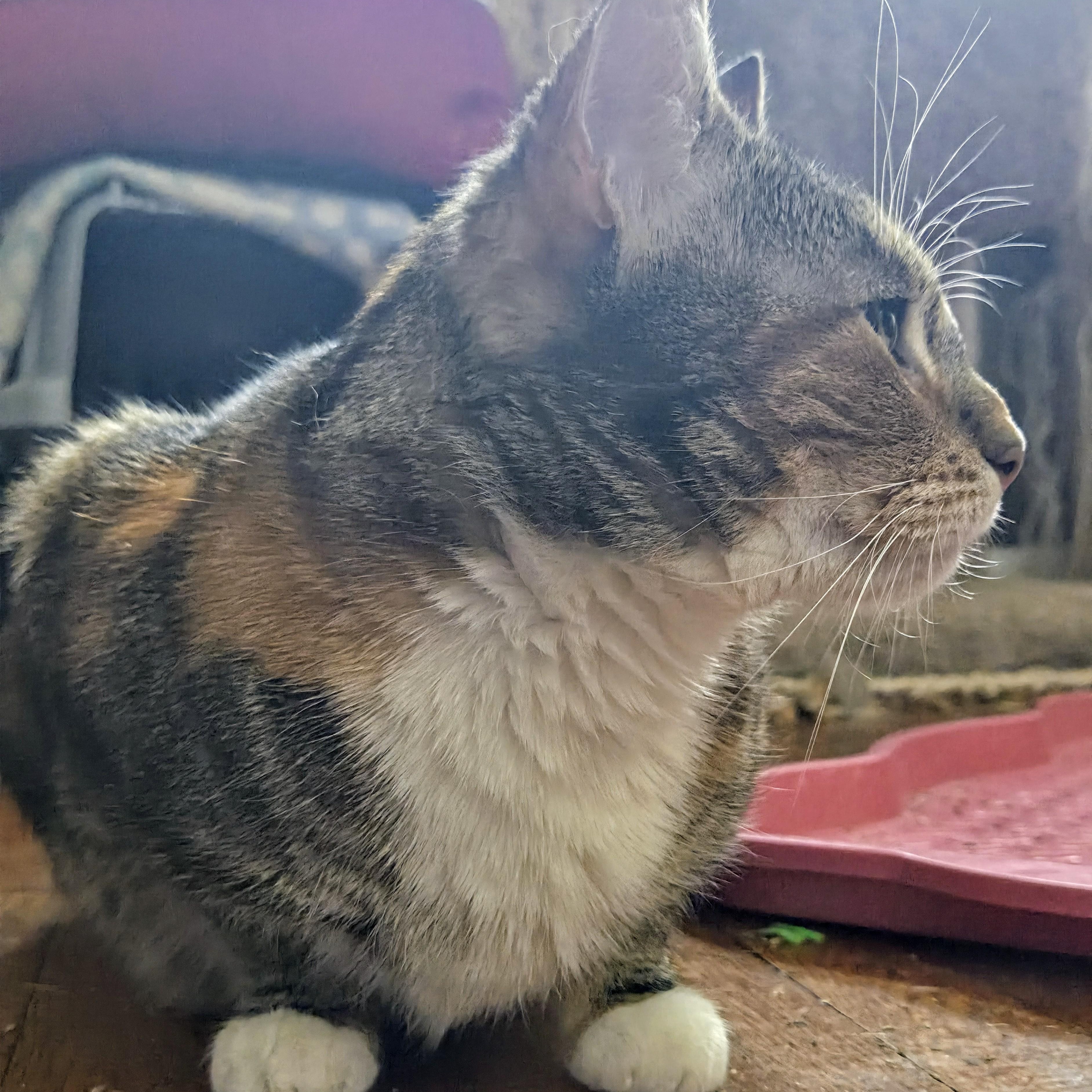 Enlarge Cali Cat, a Adoptable Domestic Short Hair in Philadelphia, PA image 2/6