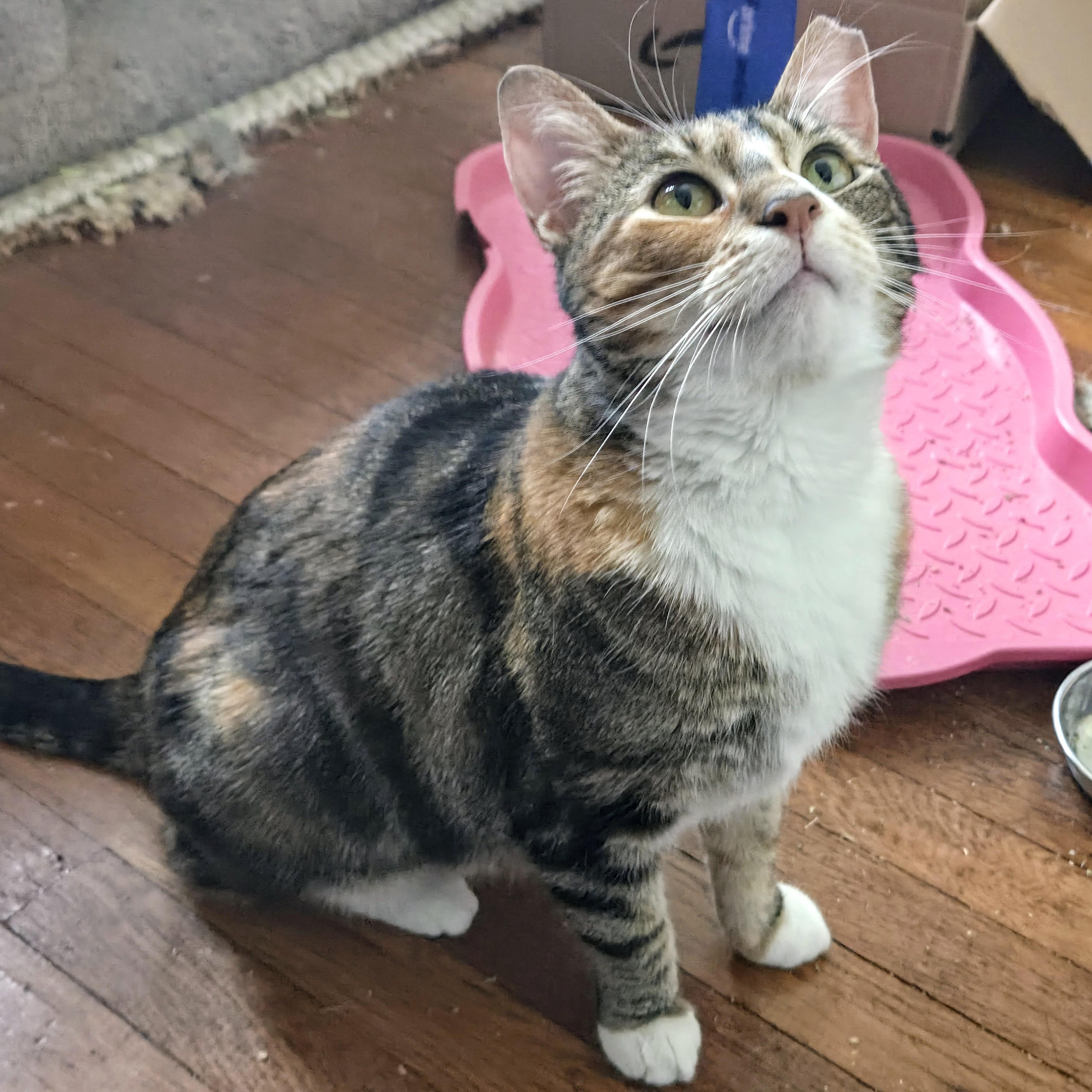 Enlarge Cali Cat, a Adoptable Domestic Short Hair in Philadelphia, PA image 4/6