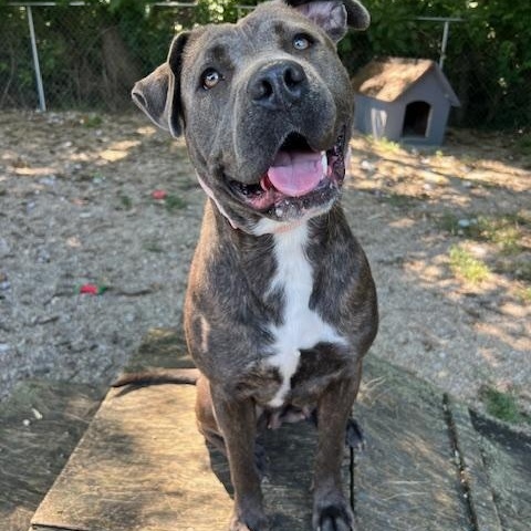 Mora, Adoptable, Adult Female Boxer & Pit Bull Terrier.