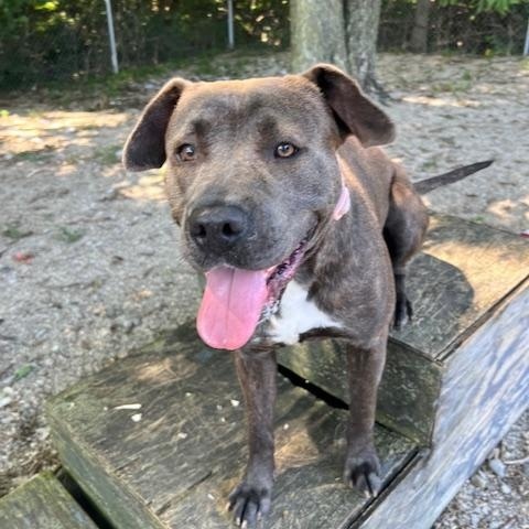 Enlarge Mora, a Adoptable mixed breed in Shelbyville, IN image 2/3