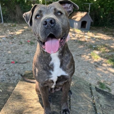 Enlarge Mora, a Adoptable mixed breed in Shelbyville, IN image 3/3