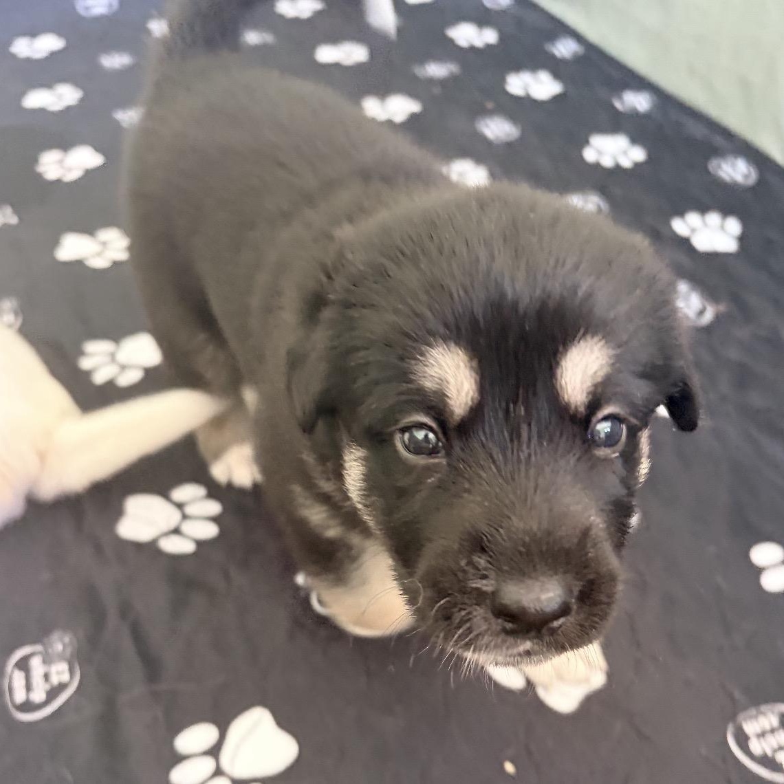 AMBER-Local, a ADOPTABLE mixed breed in Warwick, RI image 4/4