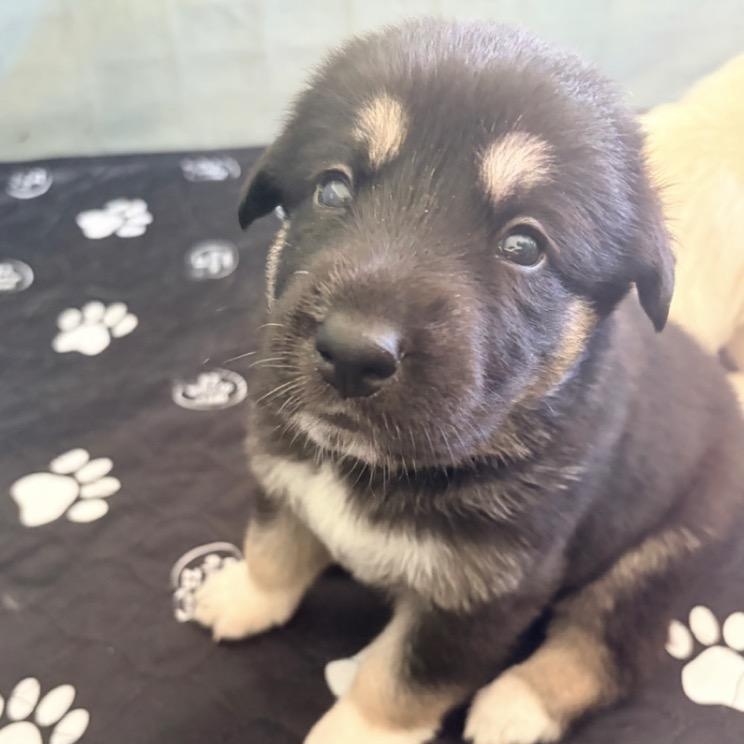 AMBER-Local, a ADOPTABLE mixed breed in Warwick, RI image 2/4