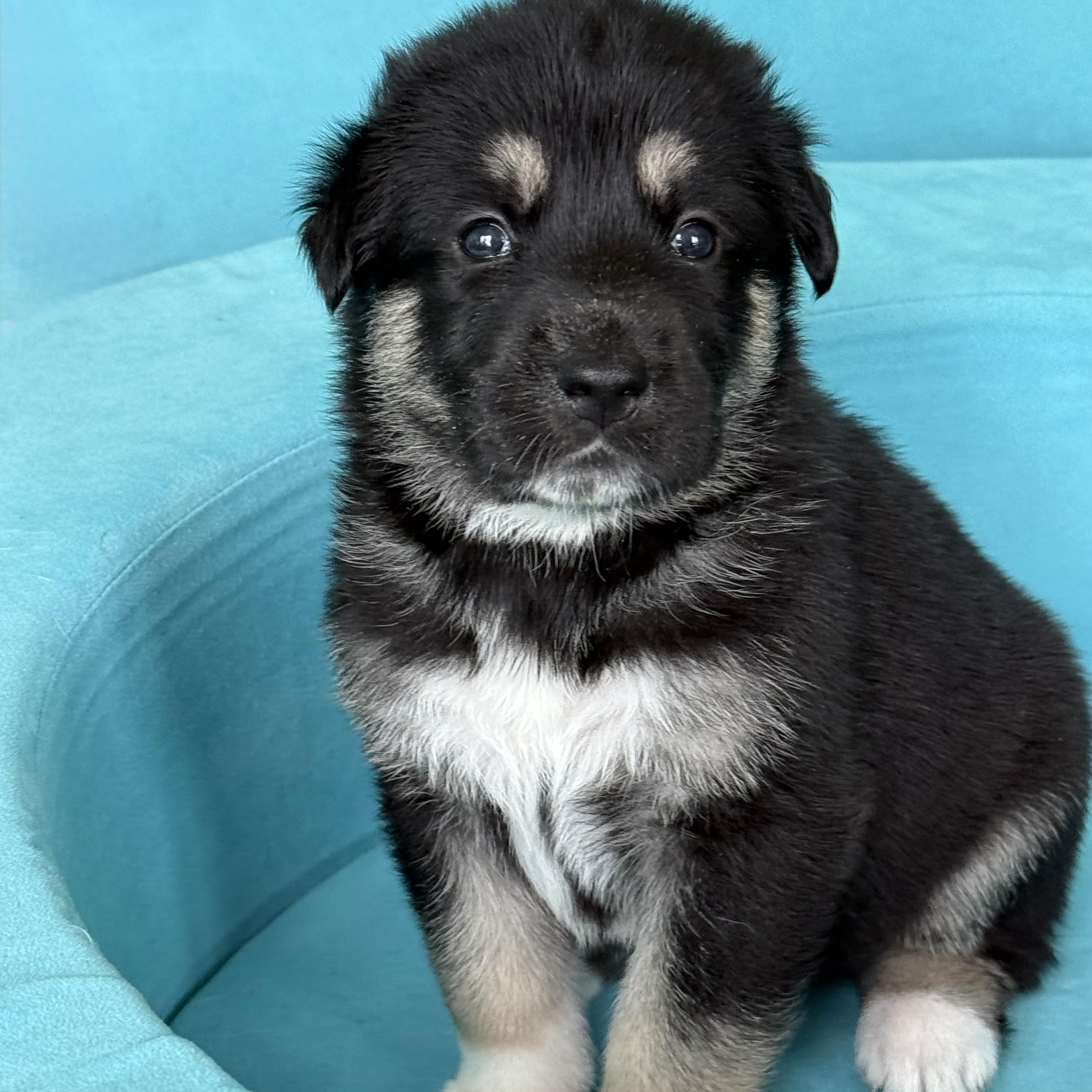 AMBER-Local, a ADOPTABLE mixed breed in Warwick, RI image 3/4