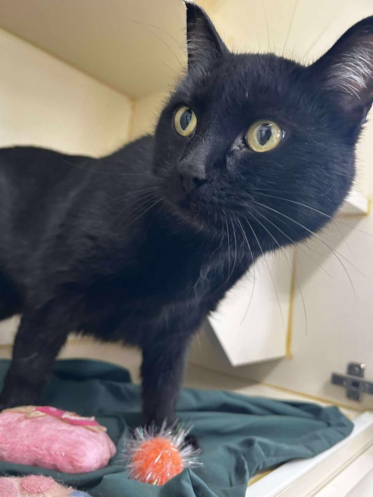 Boo, Adoptable, Adult Female Domestic Short Hair.