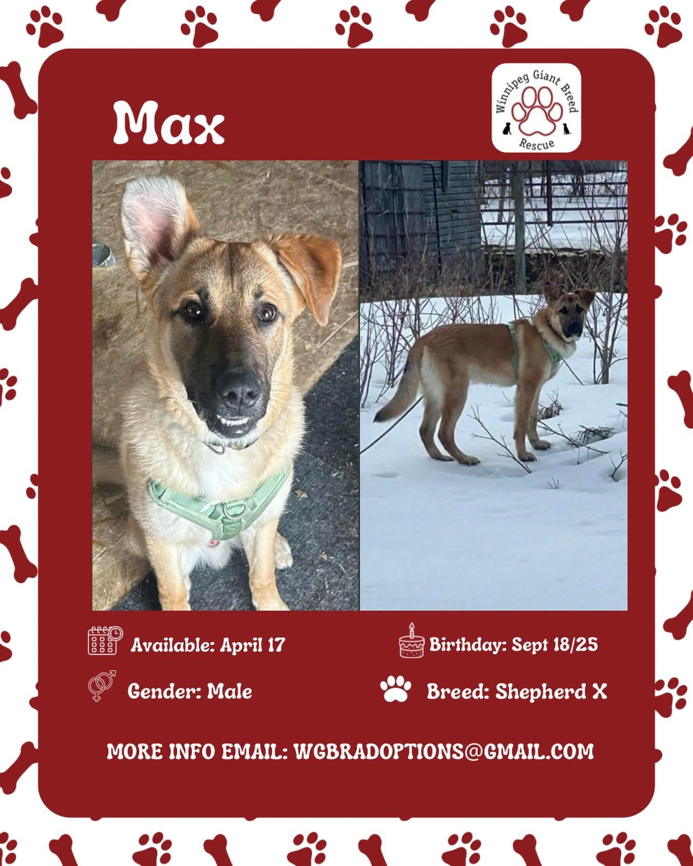 Enlarge Max, a ADOPTABLE mixed breed in Winnipeg, MB image 1/1