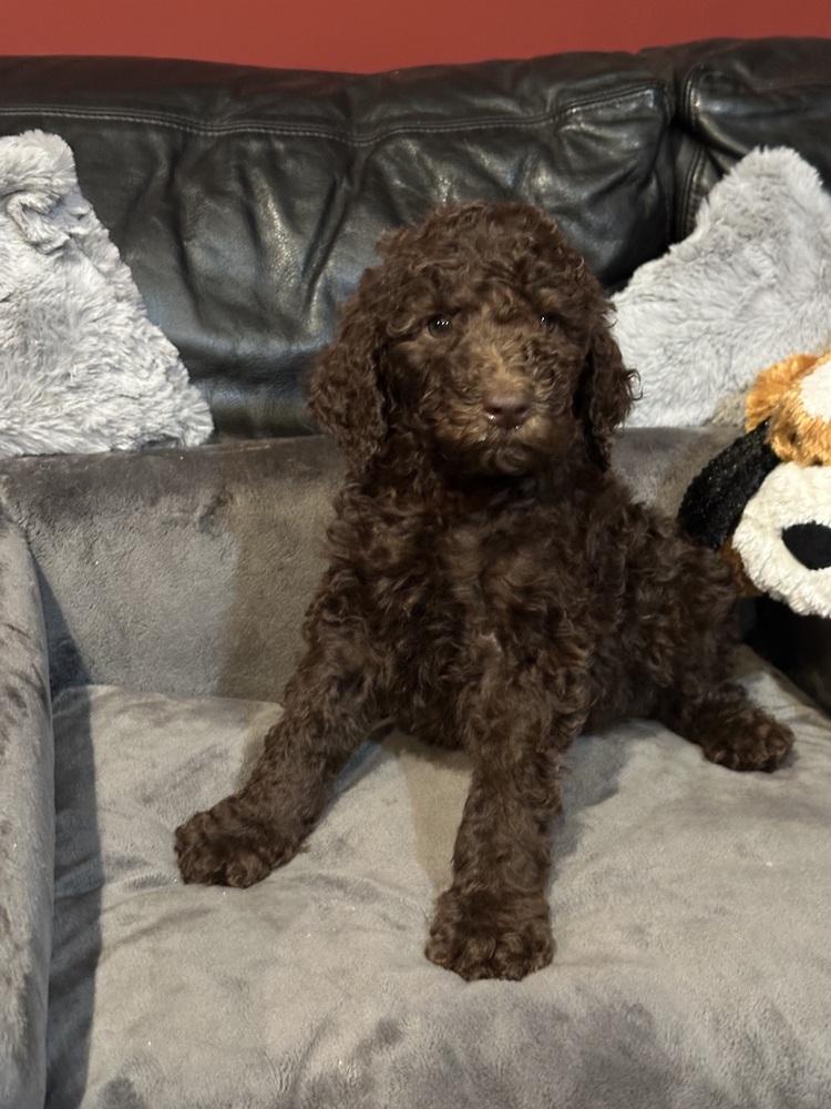 Enlarge LUKE, a Adoptable mixed breed in Milton, GA image 2/3