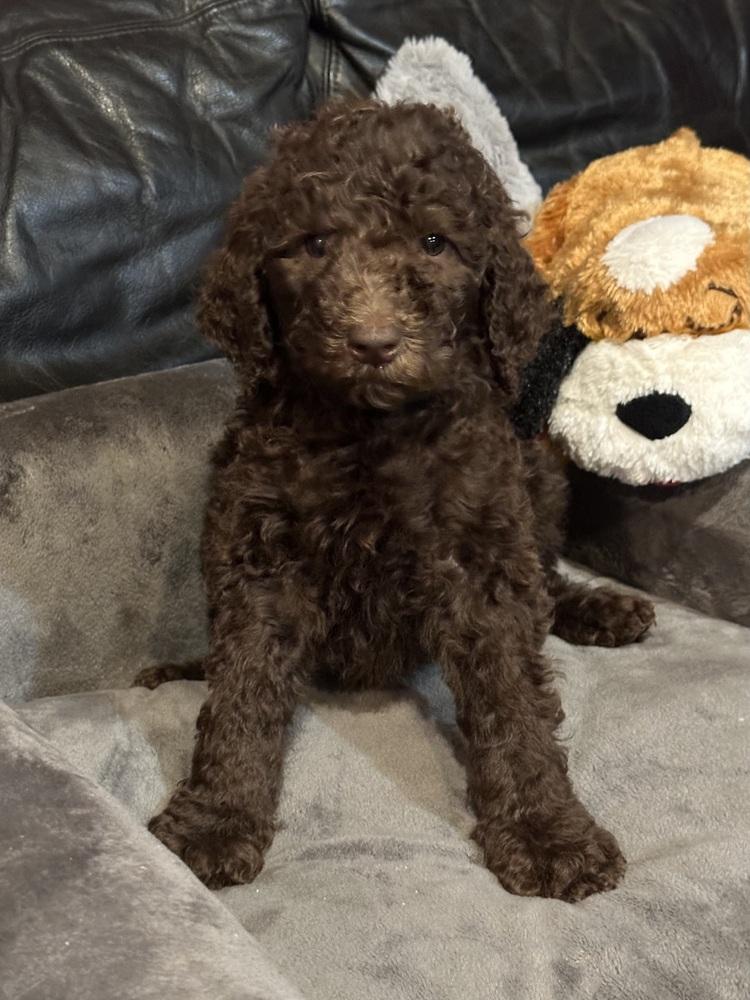 Enlarge LUKE, a Adoptable mixed breed in Milton, GA image 3/3