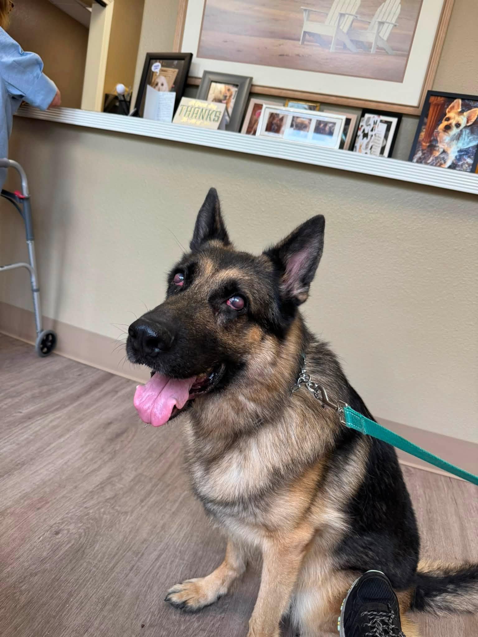 Enlarge Gunther (aka Atlas), a Adoptable German Shepherd Dog in Navarre, FL image 2/2