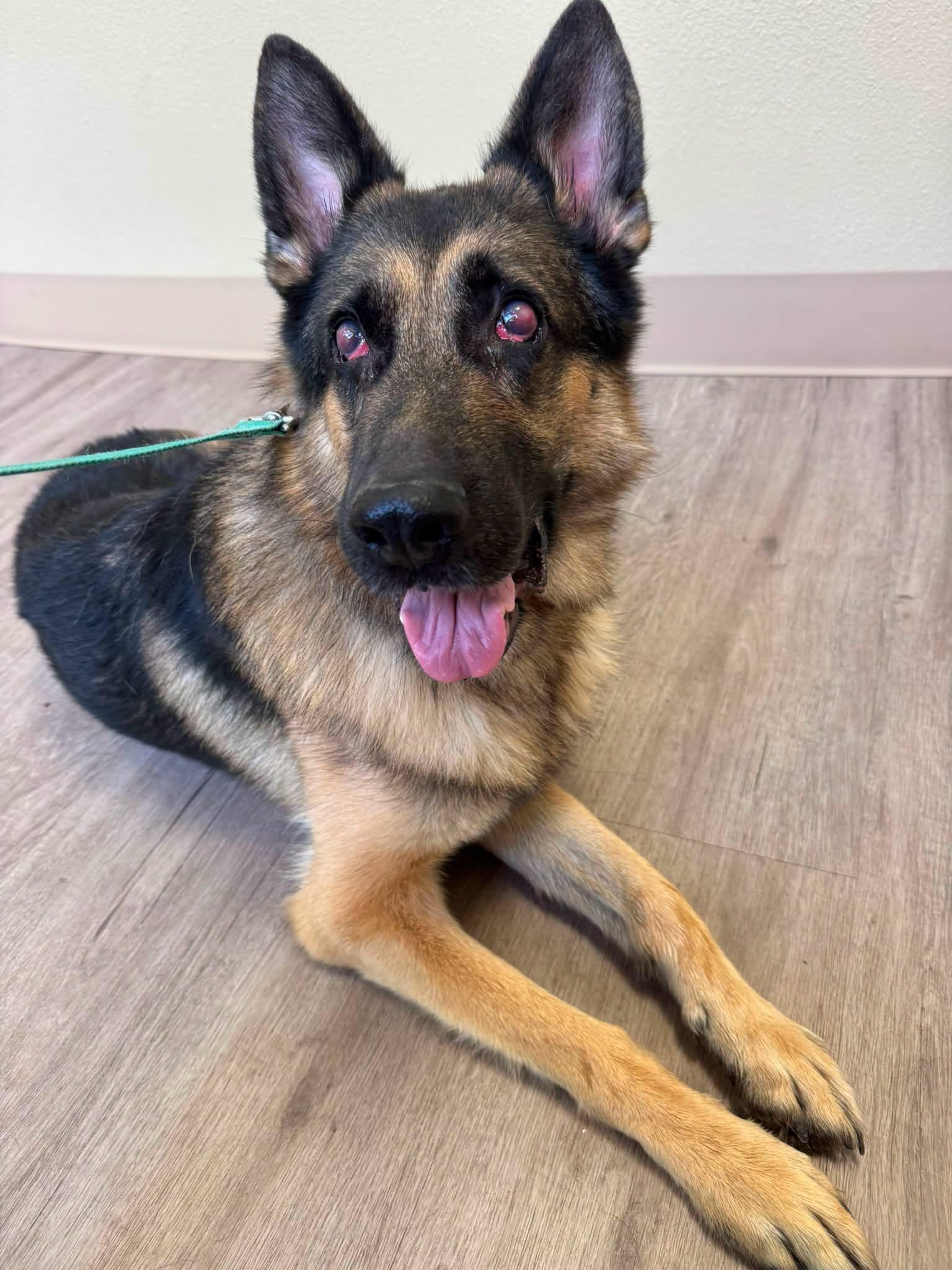 Gunther (aka Atlas), Adoptable, Adult Male German Shepherd Dog.