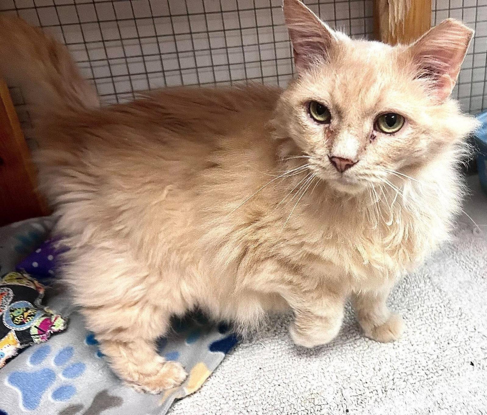 Valentino, Adoptable, Adult Male Domestic Long Hair.