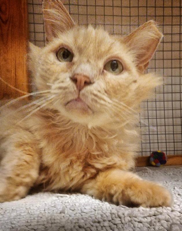 Enlarge Valentino, a Adoptable Domestic Long Hair in Gettysburg, PA image 2/3