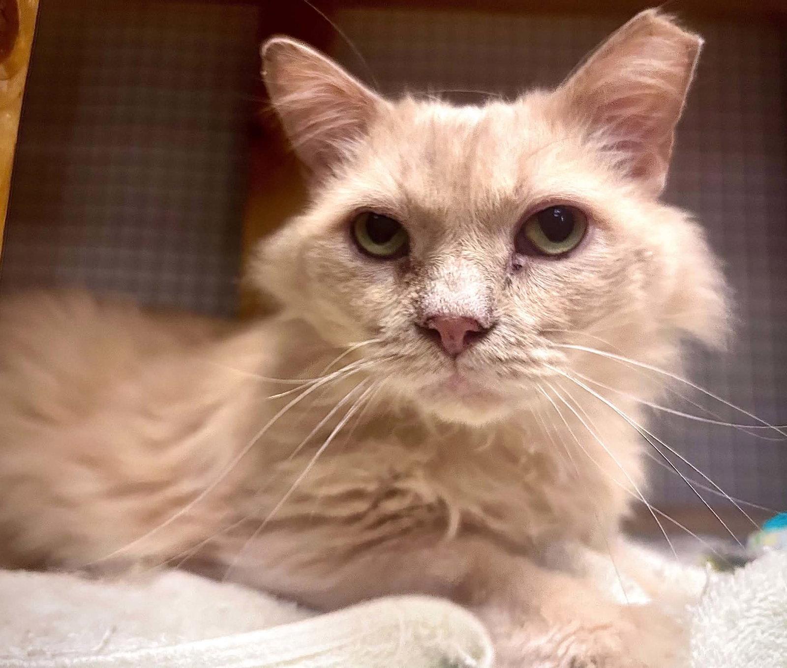Enlarge Valentino, a Adoptable Domestic Long Hair in Gettysburg, PA image 3/3