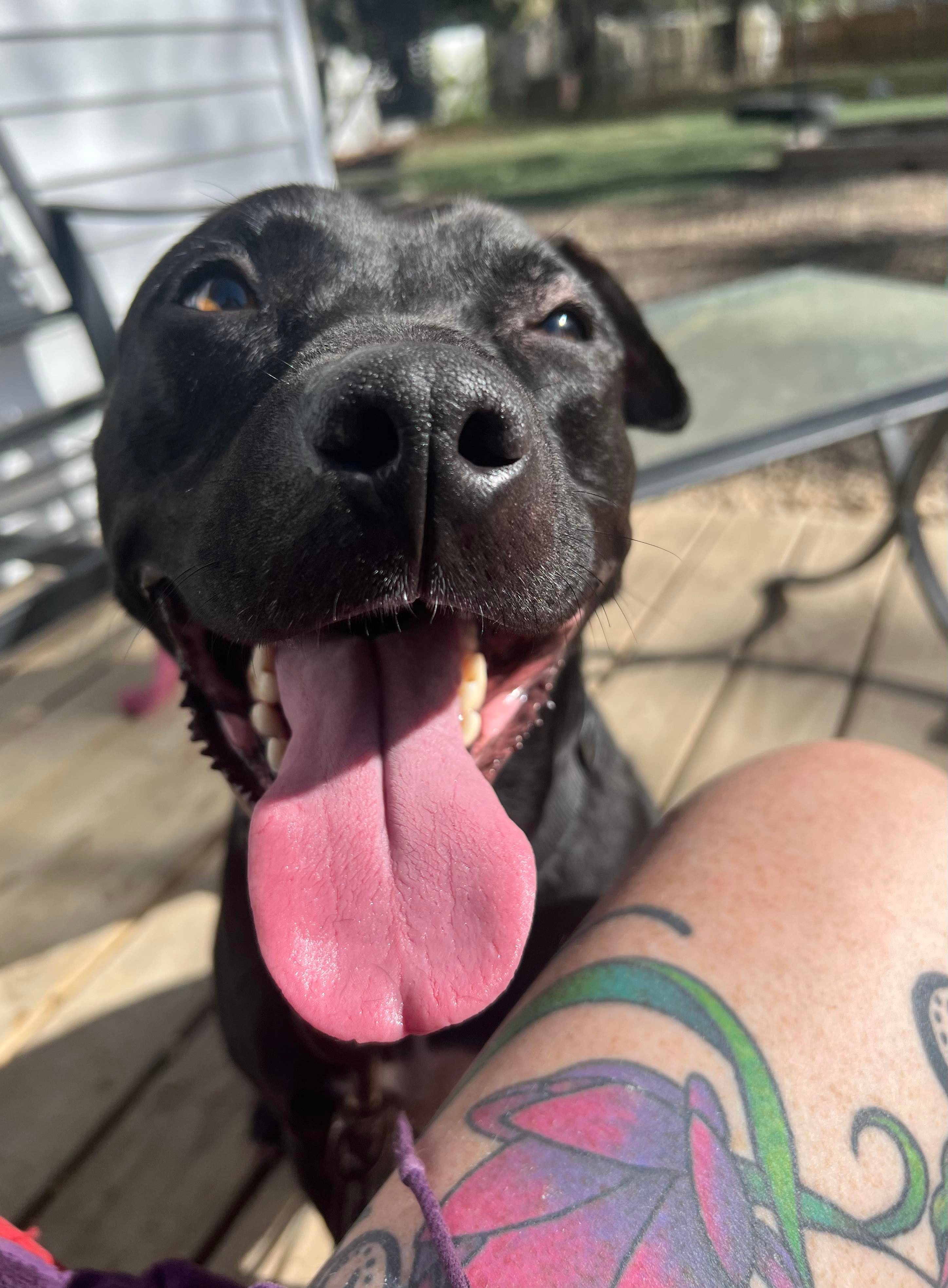 NIshi, an adoptable Pit Bull Terrier, Labrador Retriever in Raleigh, NC, 27601 | Photo Image 2
