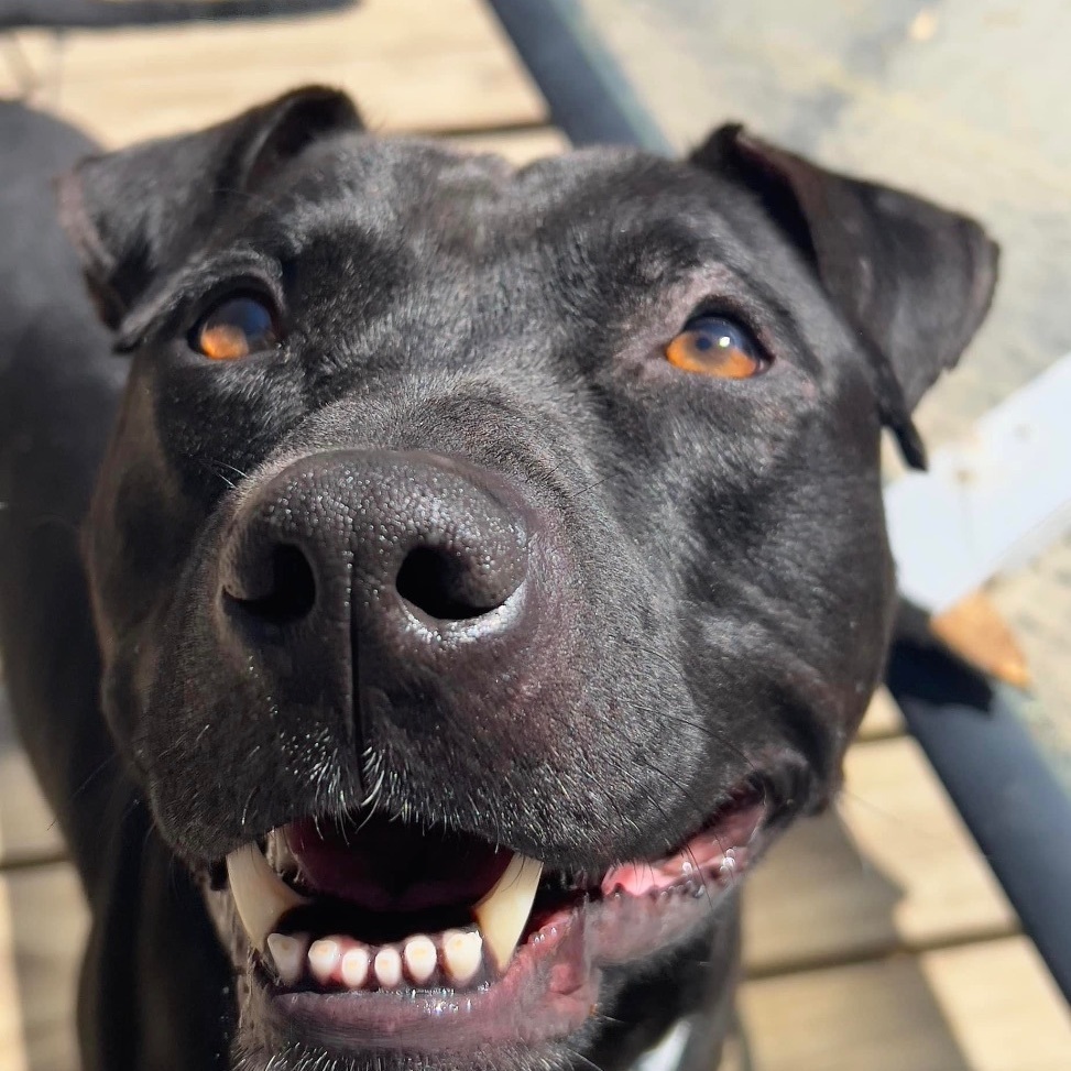 NIshi, an adoptable Pit Bull Terrier, Labrador Retriever in Raleigh, NC, 27601 | Photo Image 5