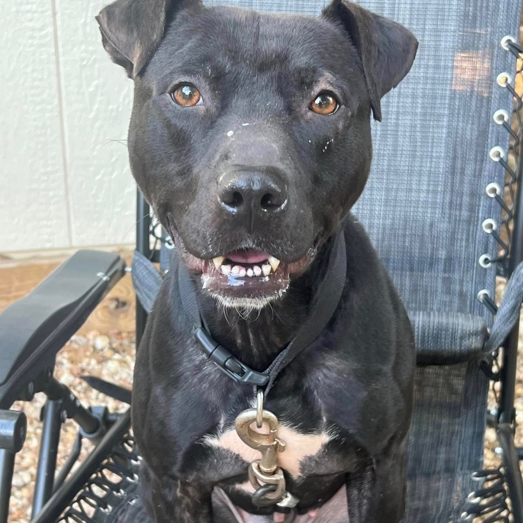 NIshi, an adoptable Pit Bull Terrier, Labrador Retriever in Raleigh, NC, 27601 | Photo Image 6