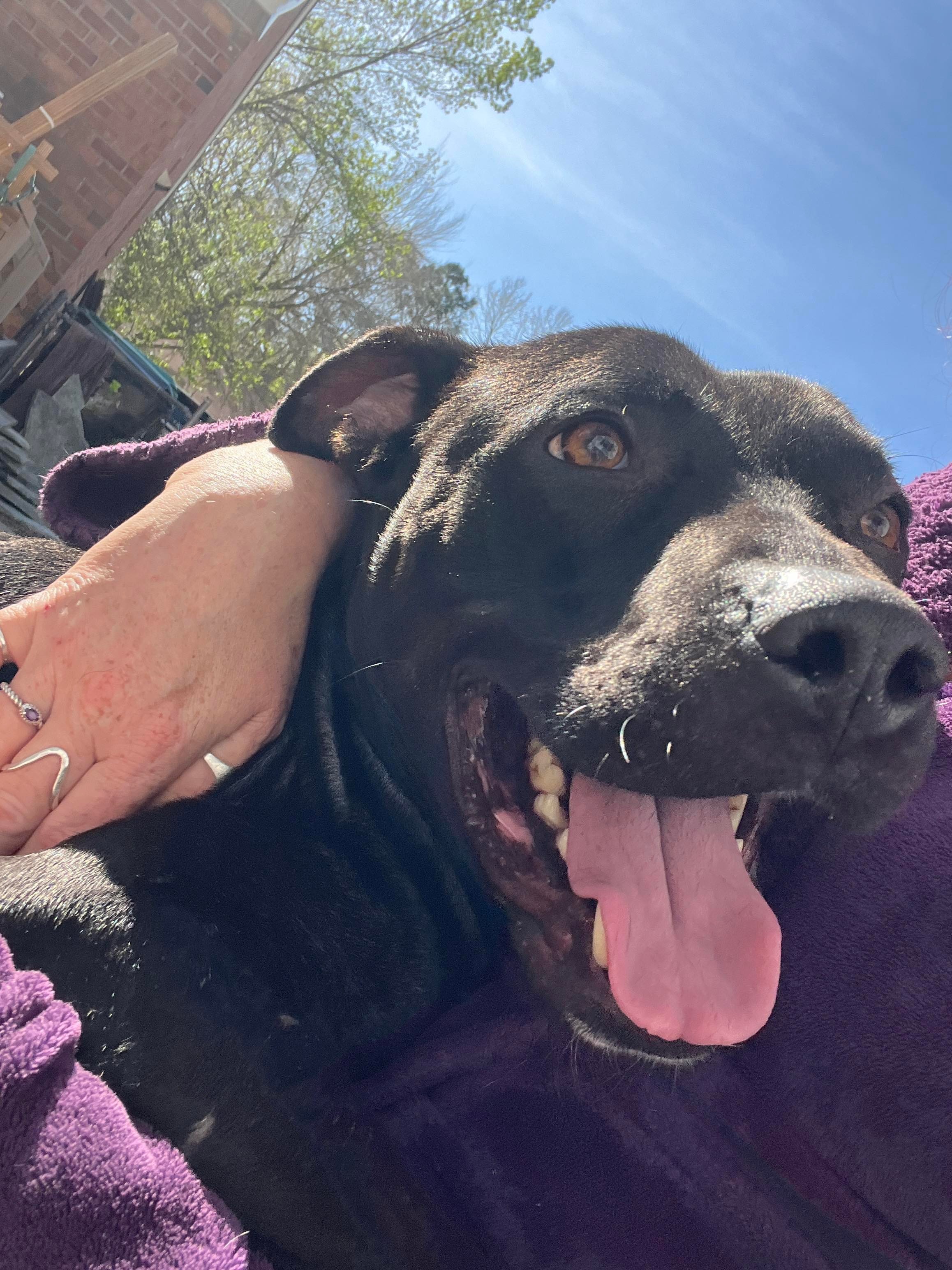 NIshi, an adoptable Pit Bull Terrier, Labrador Retriever in Raleigh, NC, 27601 | Photo Image 4