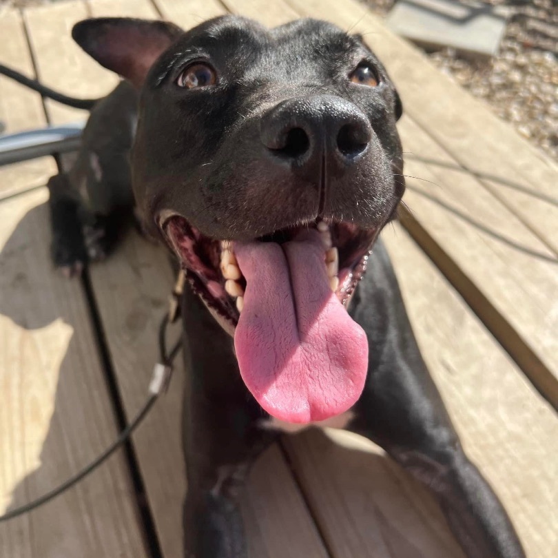 NIshi, an adoptable Pit Bull Terrier, Labrador Retriever in Raleigh, NC, 27601 | Photo Image 3