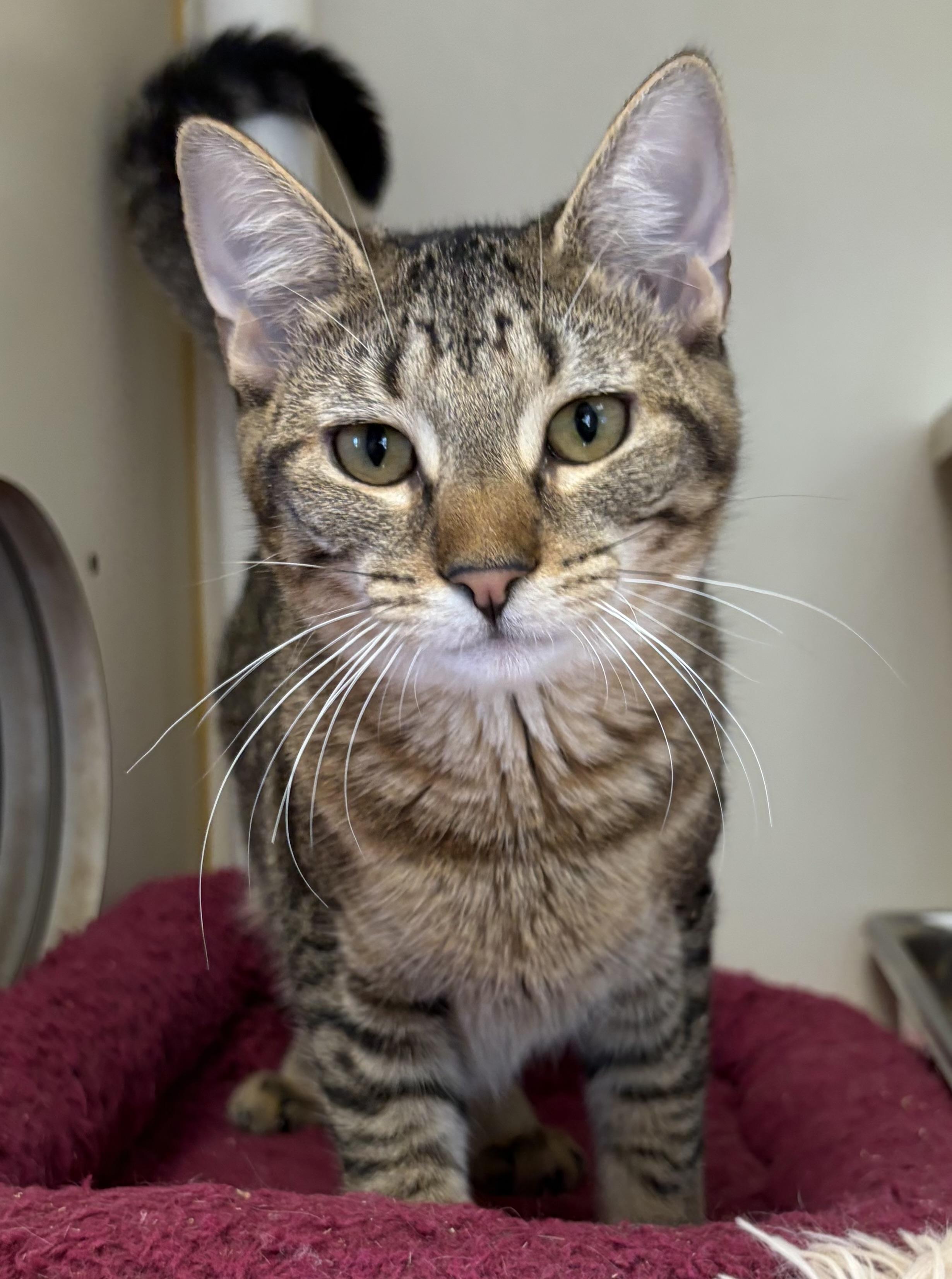 Banana Boo Boo, Adoptable, Young Female Domestic Short Hair.