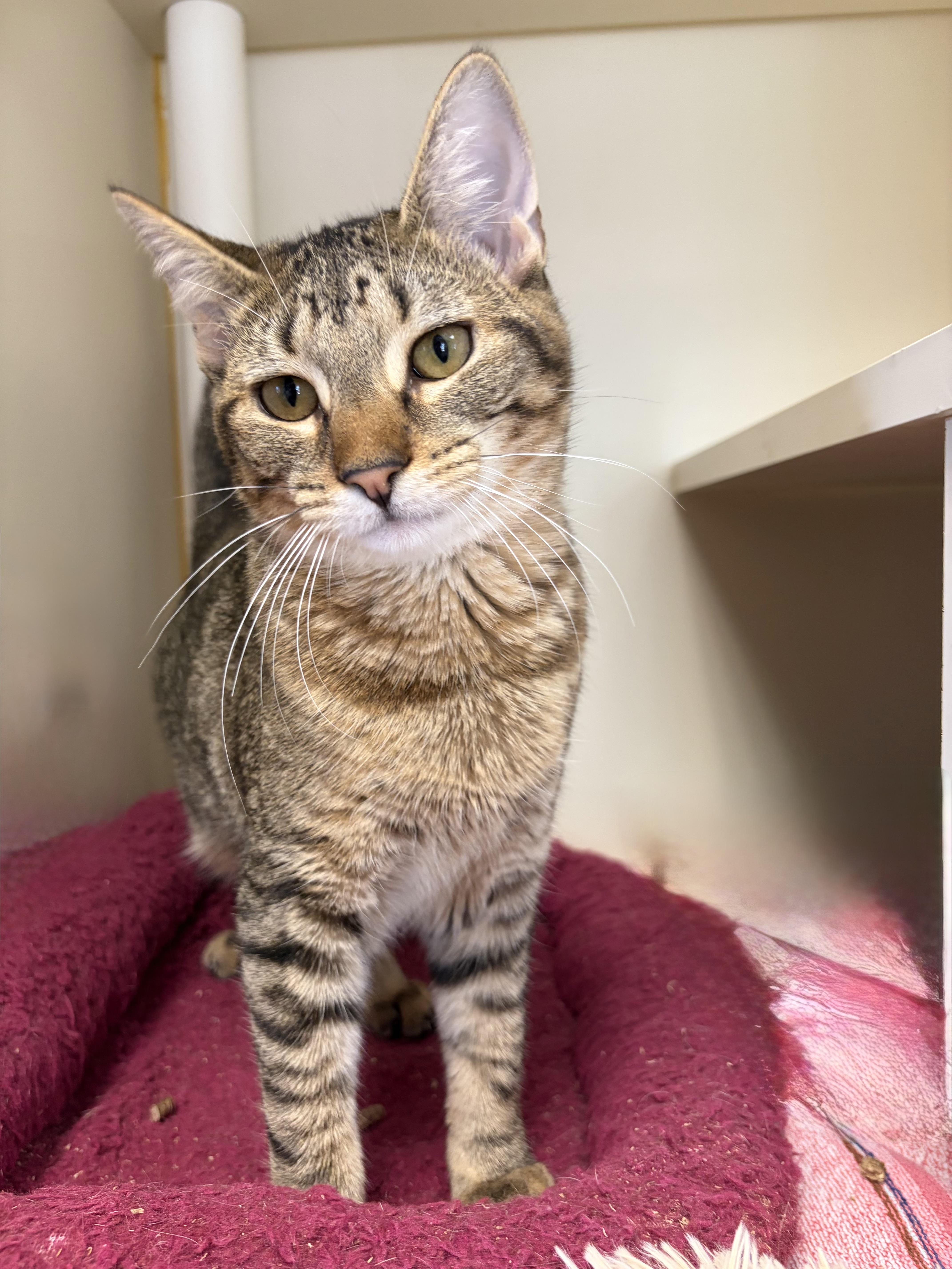 Enlarge Banana Boo Boo, a Adoptable Domestic Short Hair in Somerset, NJ image 2/2