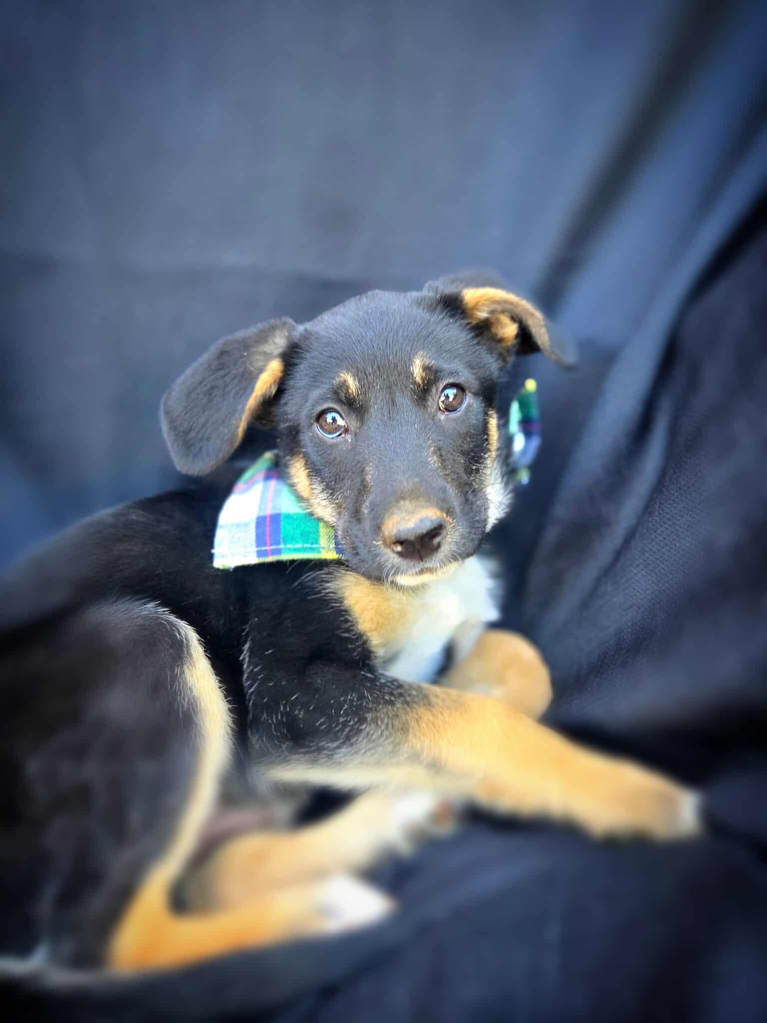 Twinnings, Baby Female Shepherd