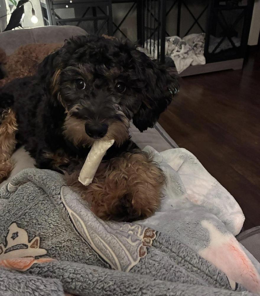 Stogie, Adoptable, Puppy Male Cavalier King Charles Spaniel & Poodle.