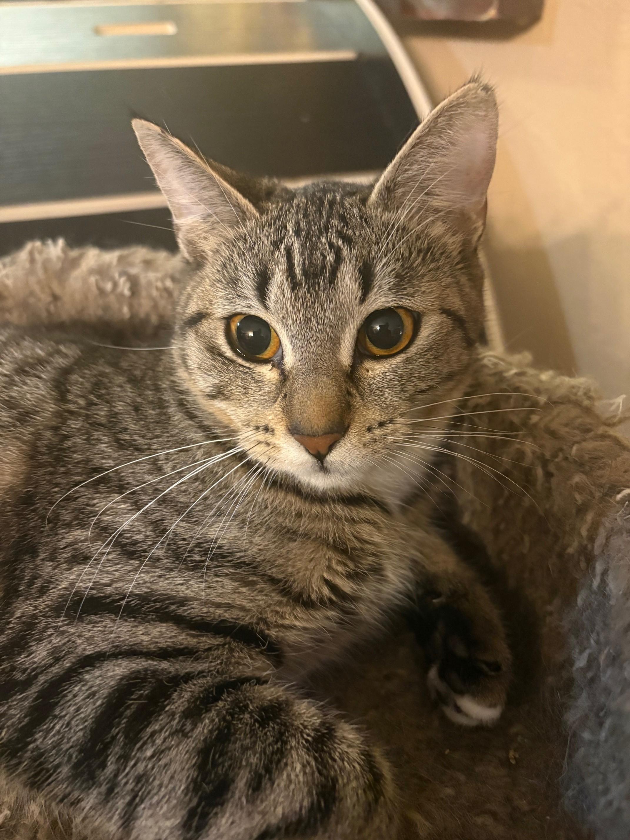 Mable, a Adoptable mixed breed in Huntington, NY image 1/4