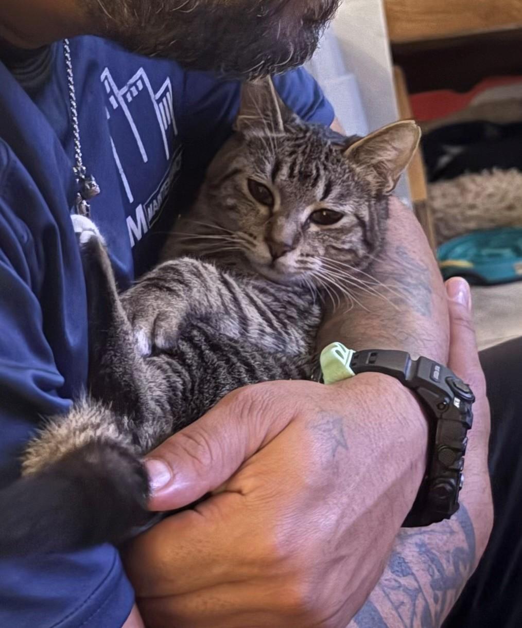 Mable, a Adoptable mixed breed in Huntington, NY image 2/4