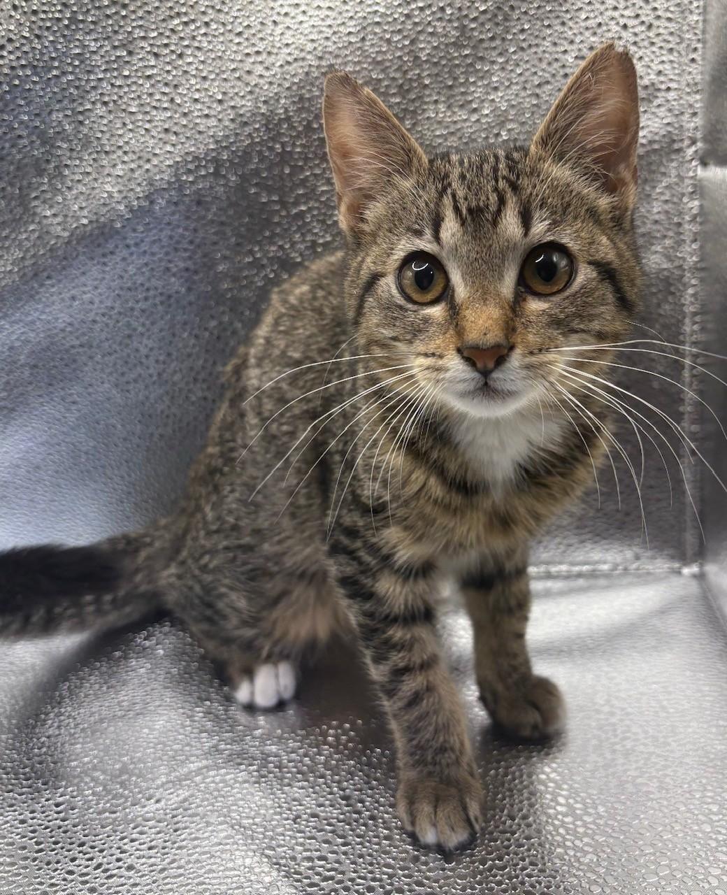 Mable, a Adoptable mixed breed in Huntington, NY image 3/4