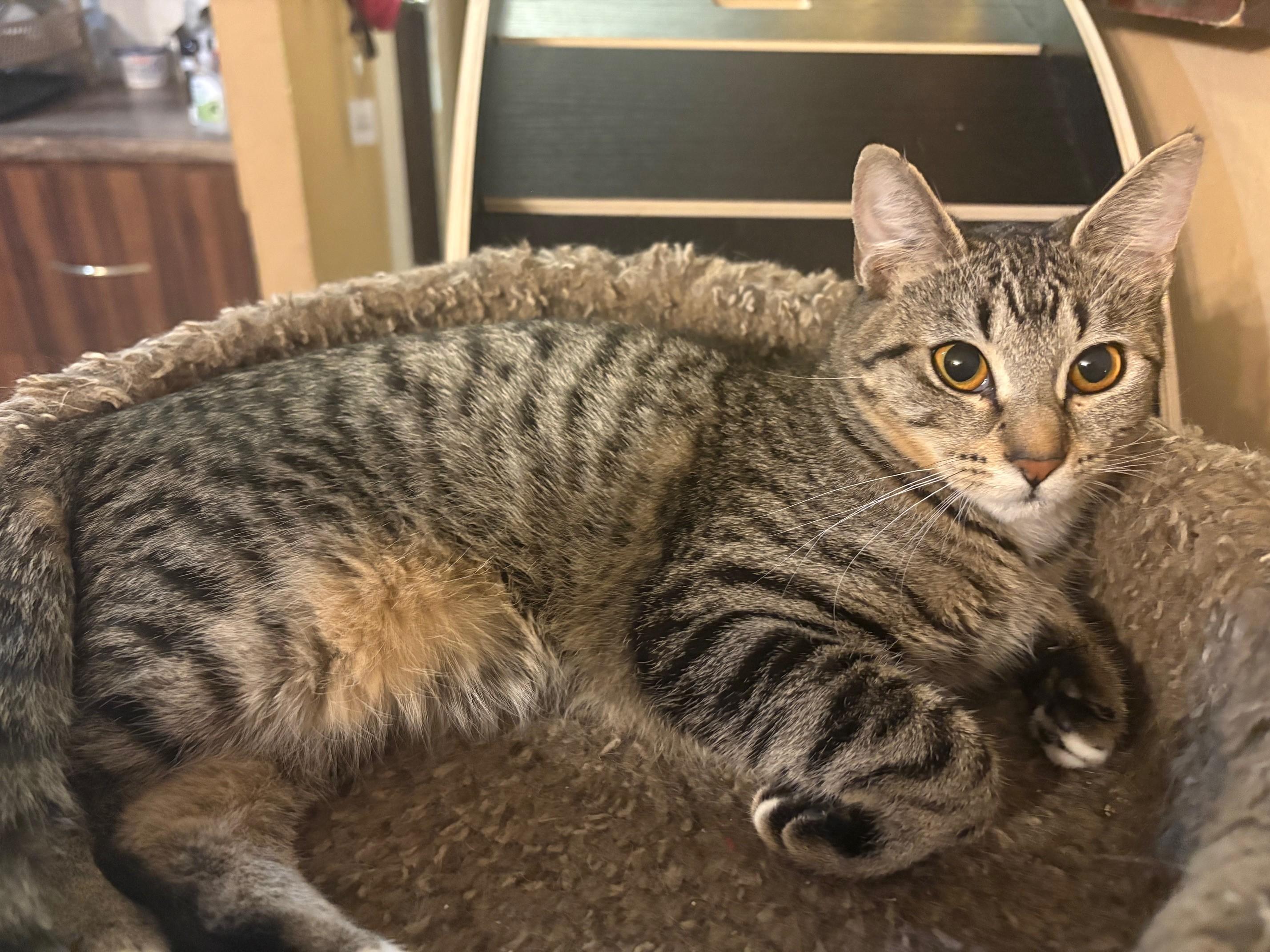 Mable, Adoptable, Kitten Female Tabby.