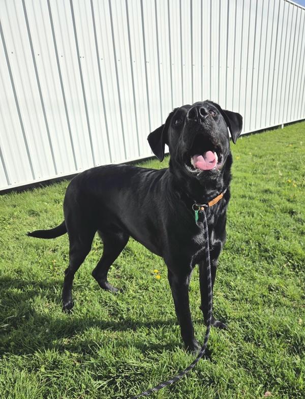 Enlarge Sebastian, a Adoptable mixed breed in Pocatello, ID image 2/2
