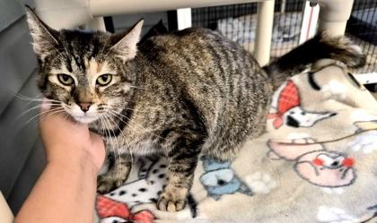 GLORIA, a ADOPTABLE mixed breed in Fernandina Beach, FL image 4/4
