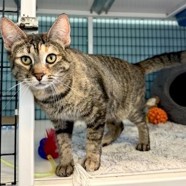 GLORIA, a ADOPTABLE mixed breed in Fernandina Beach, FL image 2/4