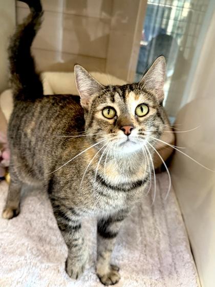 GLORIA, a ADOPTABLE mixed breed in Fernandina Beach, FL image 3/4