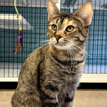 GLORIA, a ADOPTABLE mixed breed in Fernandina Beach, FL image 1/4