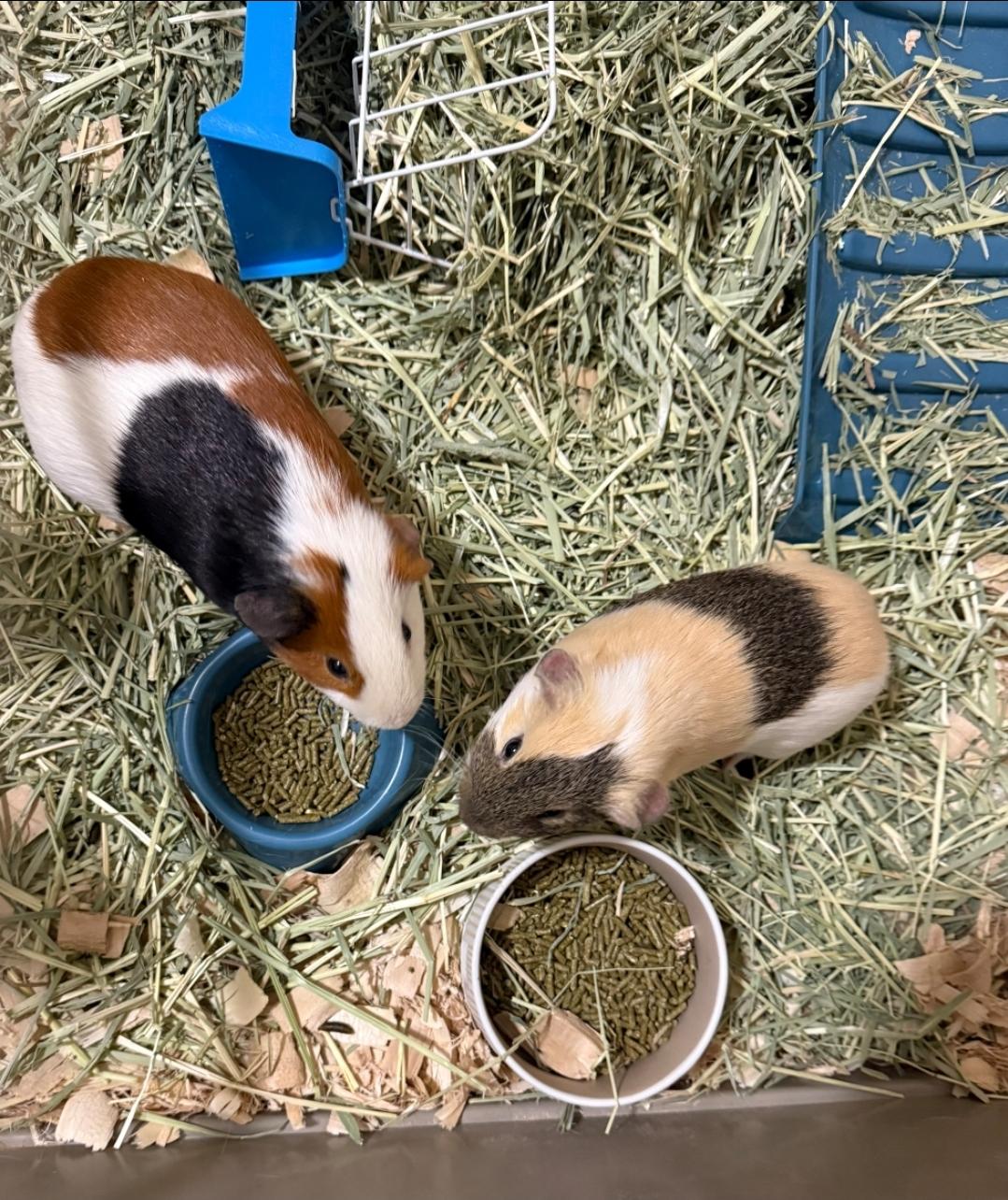 Gus & Batman, ADOPTABLE, Adult Male Guinea Pig.