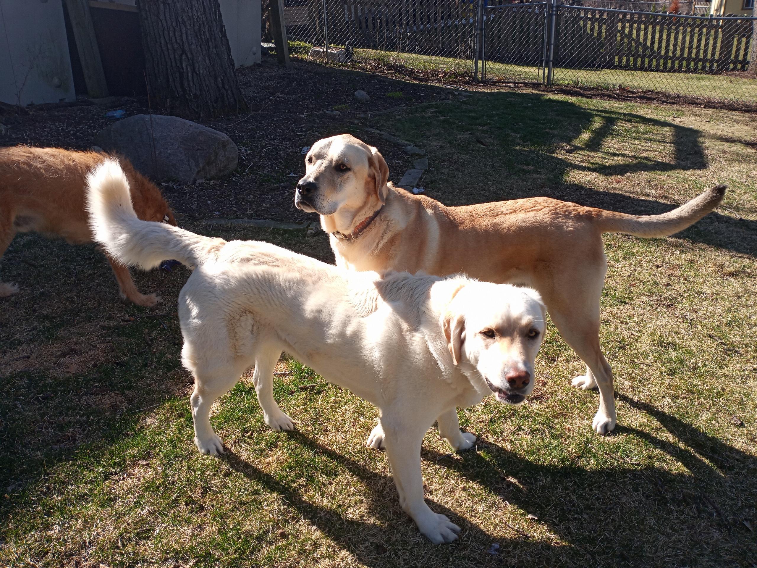 Leroy and Charlie, ADOPTABLE, Young Male Labrador Retriever.