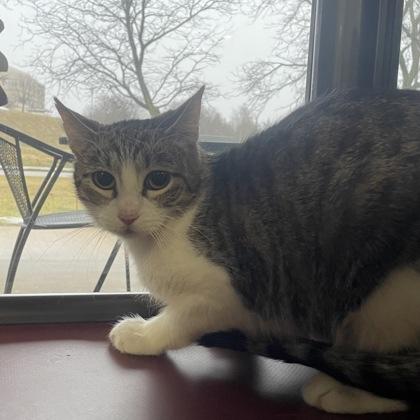 Enlarge Holly, a ADOPTABLE mixed breed in Dubuque, IA image 1/1