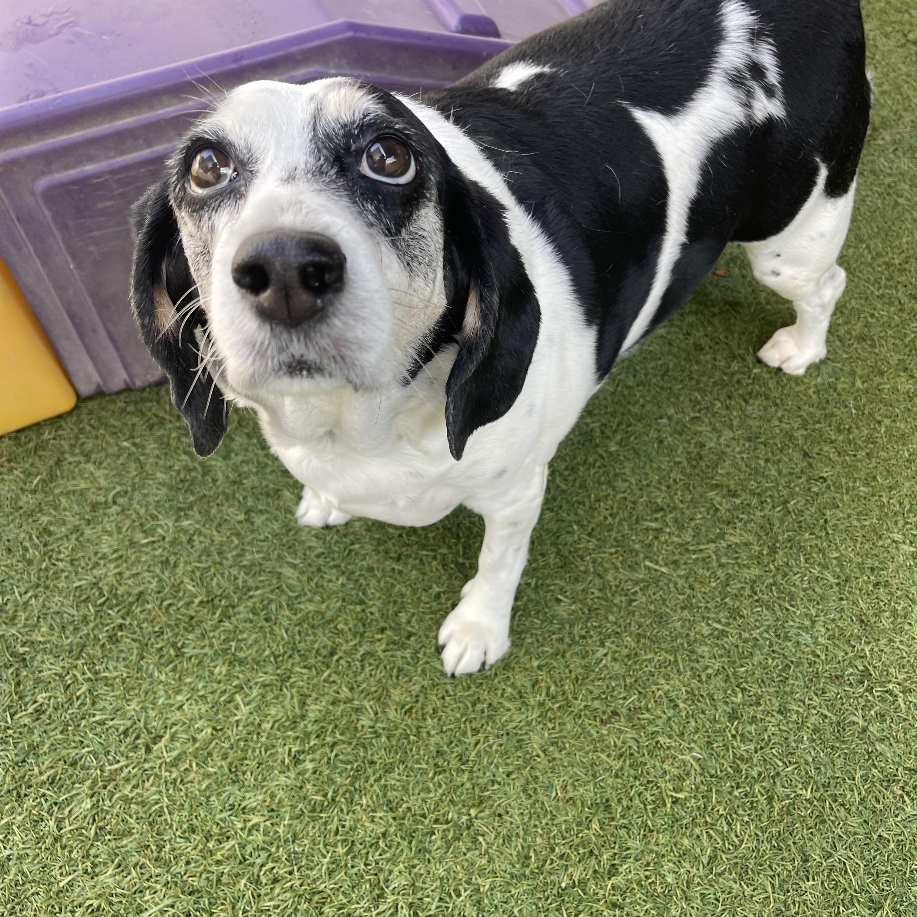 Enlarge Lucille, a ADOPTABLE mixed breed in Baton Rouge, LA image 6/6