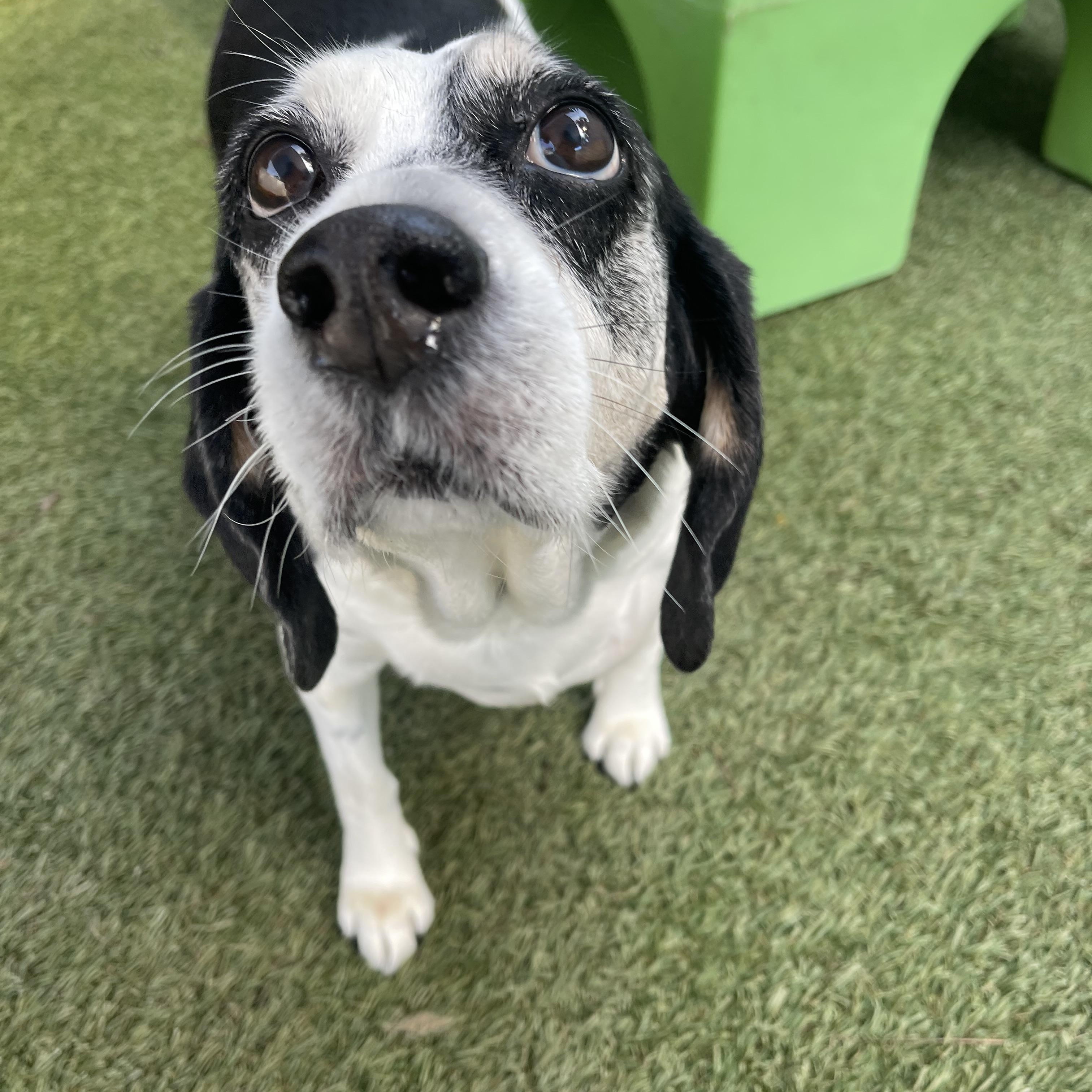 Enlarge Lucille, a ADOPTABLE mixed breed in Baton Rouge, LA image 3/6