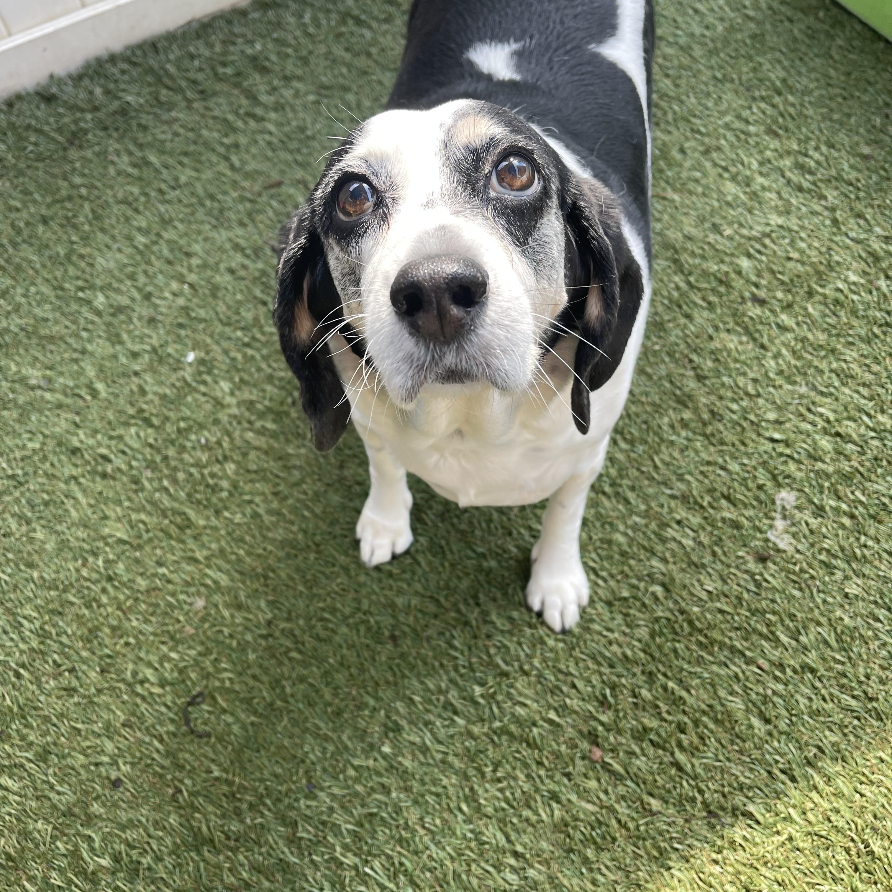Lucille, ADOPTABLE, Senior Female Beagle.