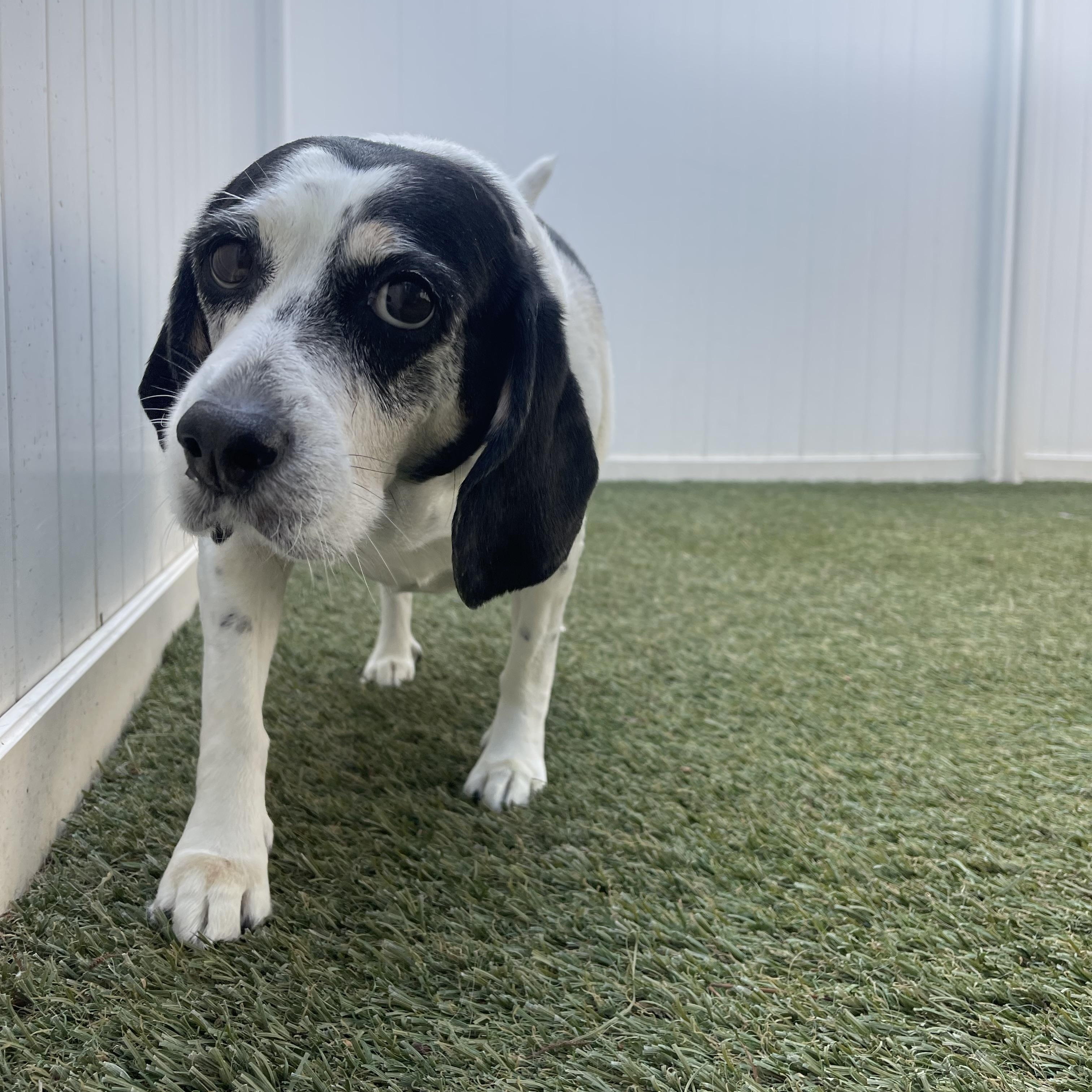 Enlarge Lucille, a ADOPTABLE mixed breed in Baton Rouge, LA image 2/6