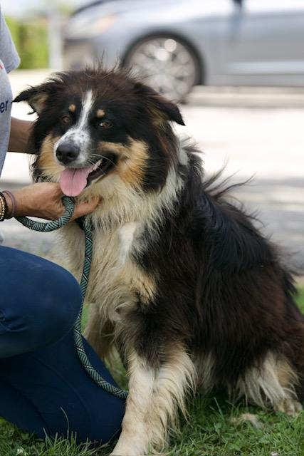Roper, Adopted, Adult Male Australian Shepherd & Pyrenean Shepherd.