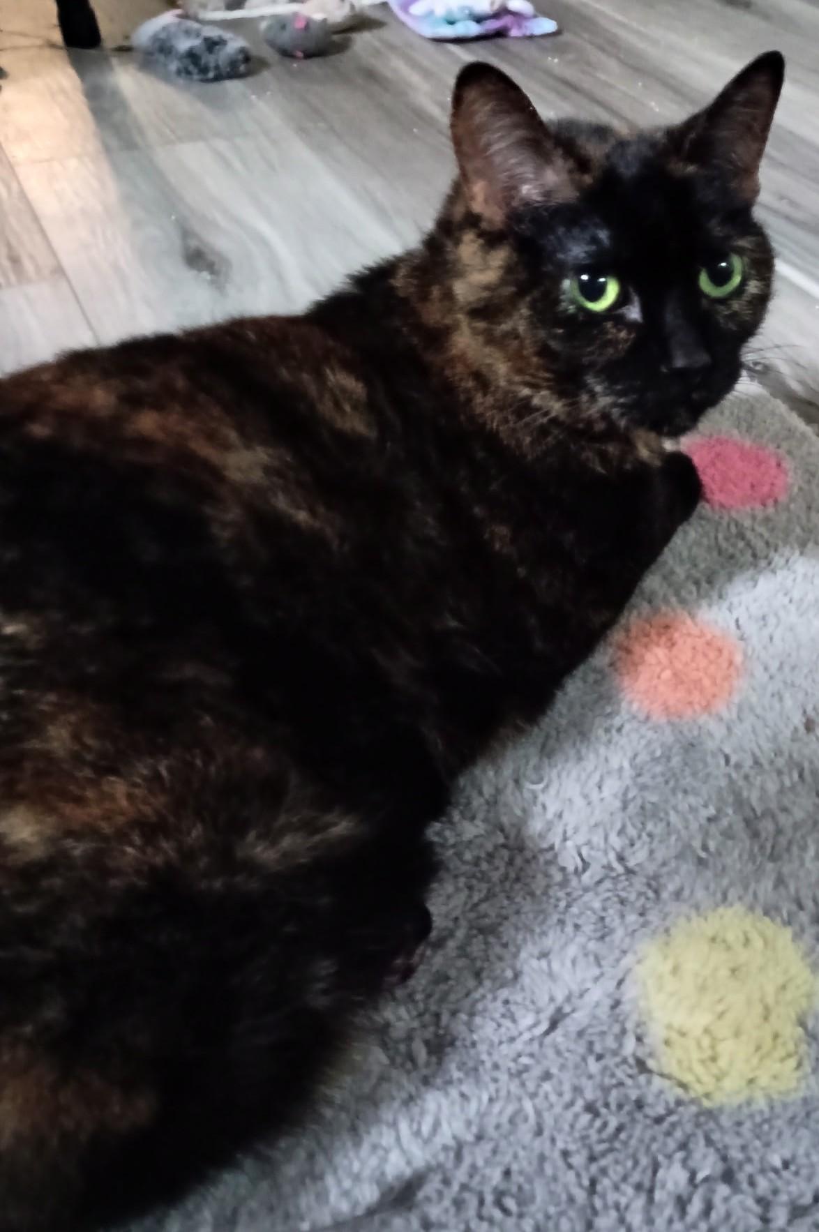 Enlarge Tiny25, a Adoptable Domestic Short Hair in Milwaukee, WI image 1/2