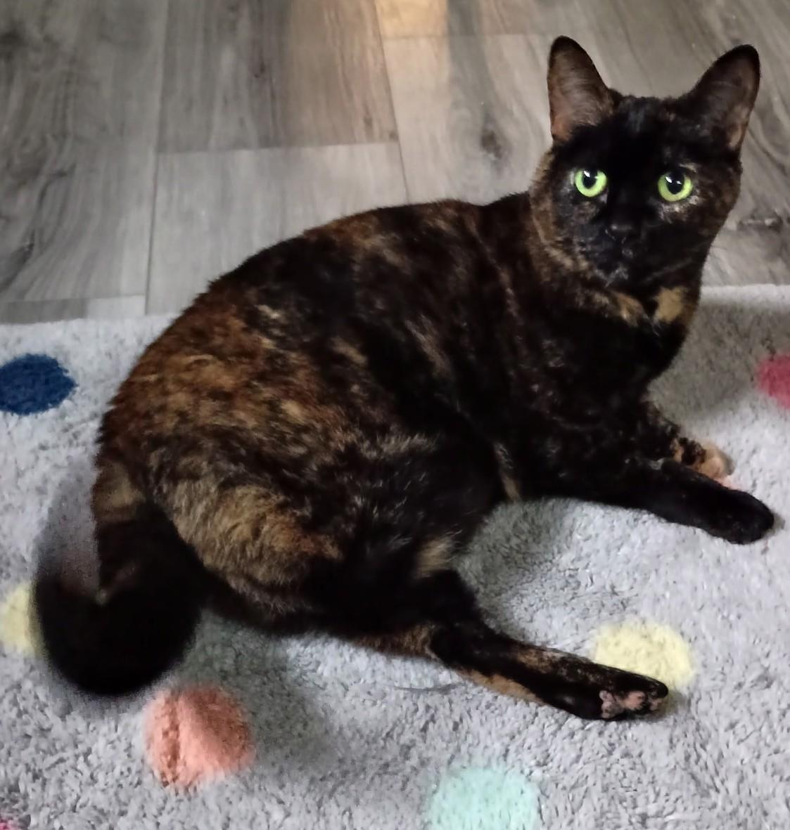 Enlarge Tiny25, a Adoptable Domestic Short Hair in Milwaukee, WI image 2/2