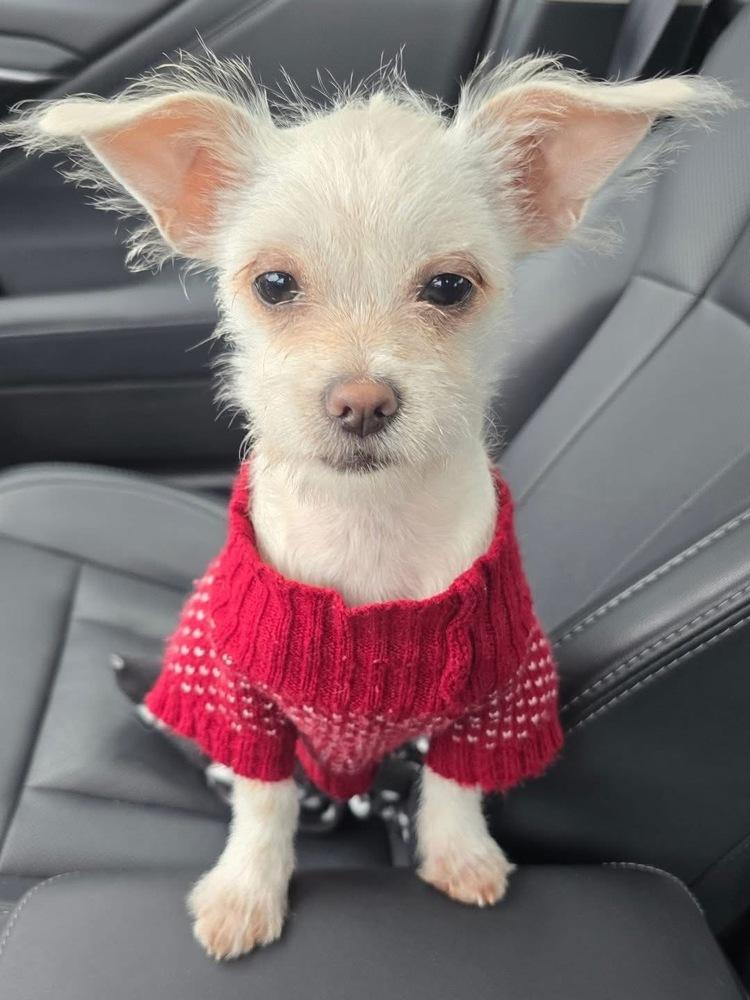 Hannah, Adoptable, Puppy Female Terrier.