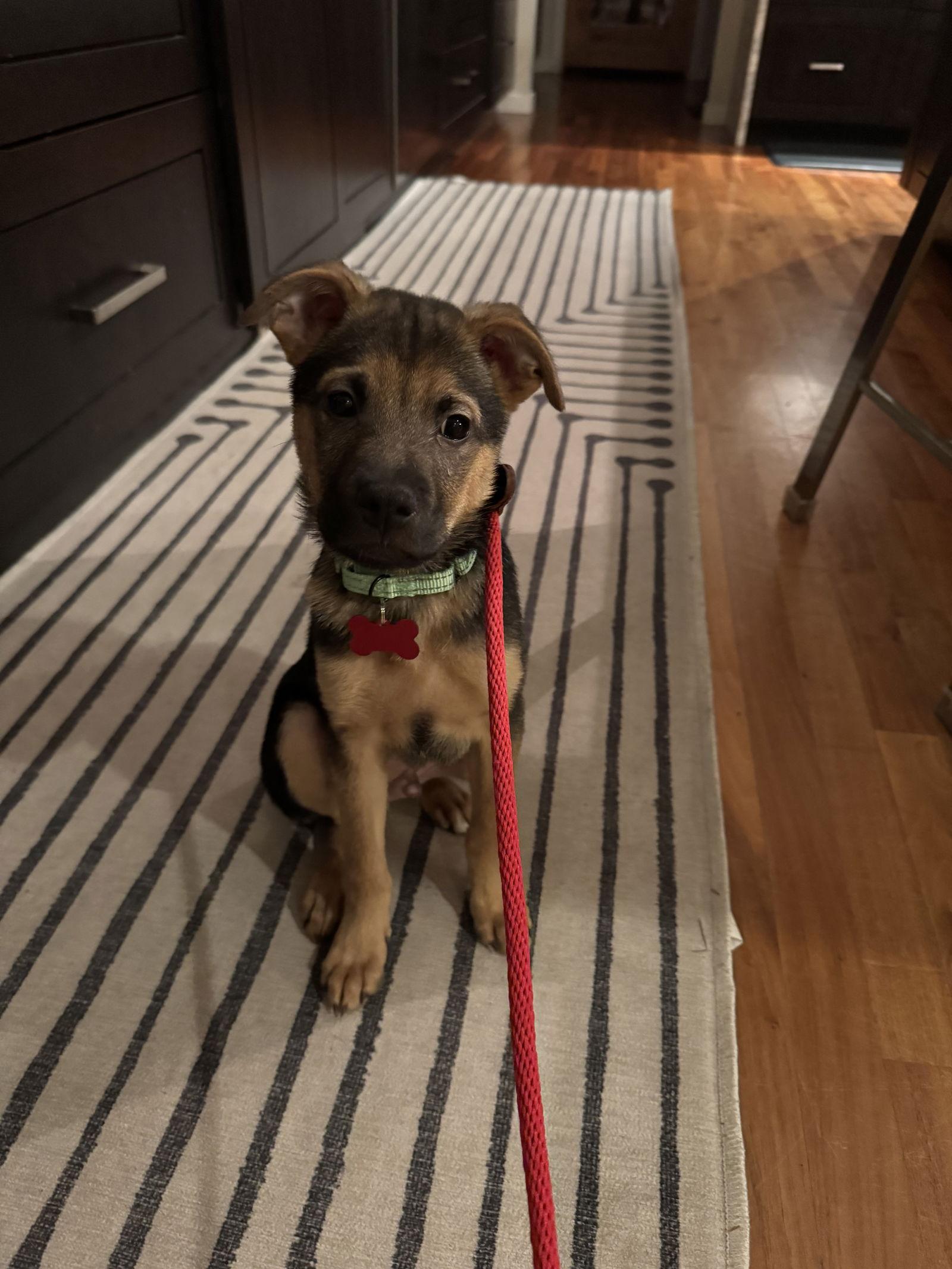 Enlarge Buddy, a Adopted mixed breed in Bothell, WA image 1/3